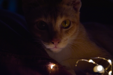 cat in the lightの写真素材