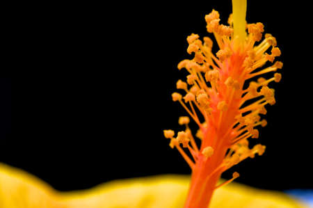 Hibiscus Selective Focus on Stigmaの写真素材