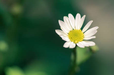 Abstract Flower in Vintage Style : Green Collectionの写真素材