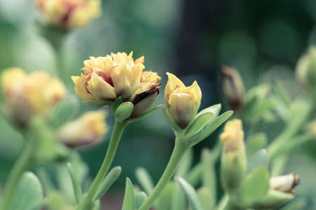 Abstract Flower in Vintage Style : Green Collectionの写真素材