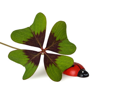Four leaf clover and ladybug isolated on white backgroundの写真素材