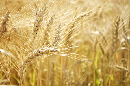 Golden wheat field in the summerの写真素材