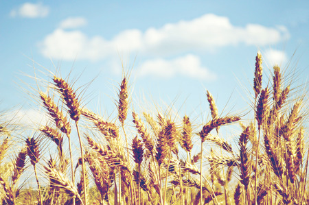 Wheat field in summer