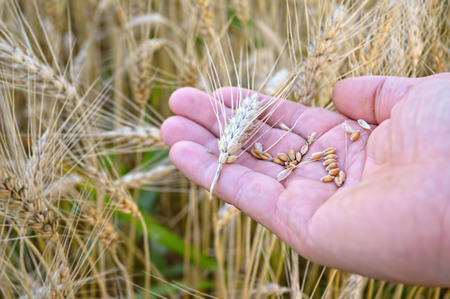 Wheat in man's  handの写真素材