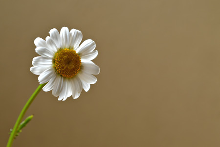 Daisy flowerの写真素材