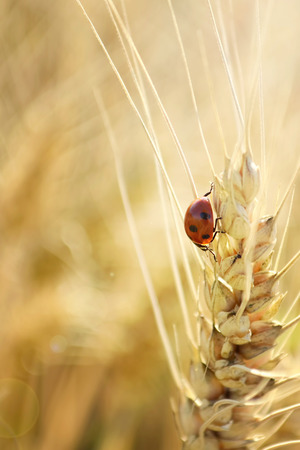 Ladybug and wheatの写真素材