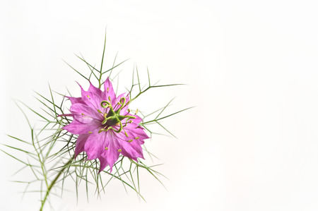 Purple nigella flower love in the mistの写真素材