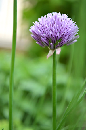 Chive flower in the gardenの写真素材