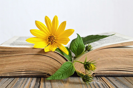 Yellow flower on the opened old  bookの写真素材