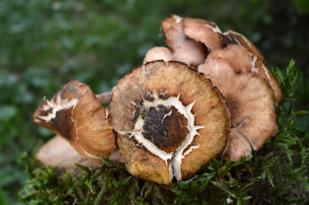 Mushrooms in the forestの写真素材