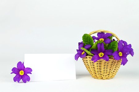 Empty Easter card and flowers in the basketの写真素材