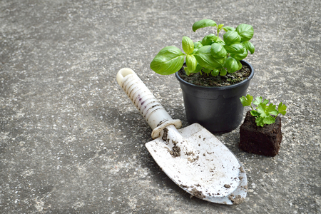 Fresh basil and parsleyの写真素材