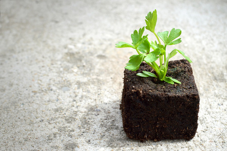 Parsleyの写真素材