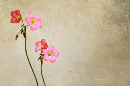 Pink flowers on grunge backgroundの写真素材
