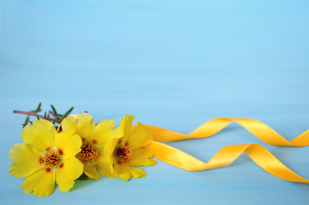 Yellow flowers and silk ribbon on blue backgroundの写真素材