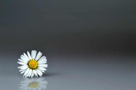 Daisy on grey backgroundの写真素材