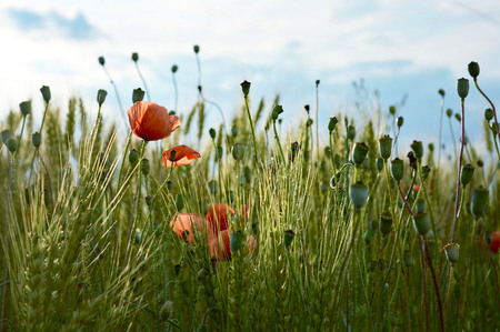 Red poppies in the wheat fieldの写真素材