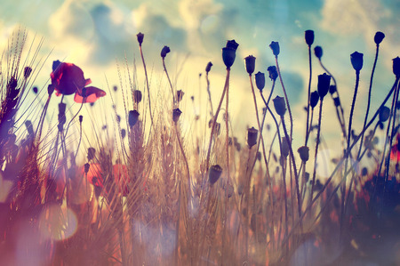 Wheat field and poppiesの写真素材