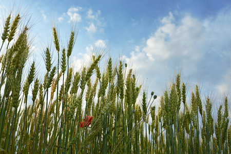 Green wheat fieldの写真素材