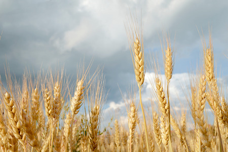 Wheat field and the summer skyの写真素材