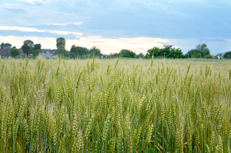 Wheat fieldの写真素材