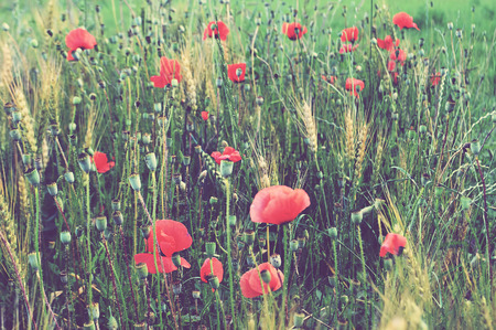Red poppies and wheatの写真素材
