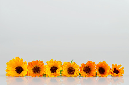 Marigold flowers in a rowの写真素材