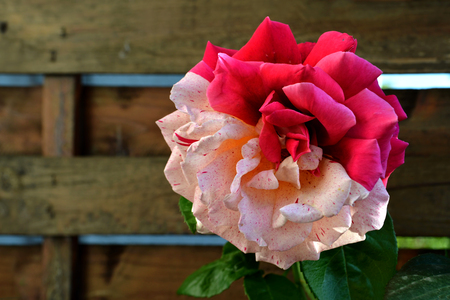 Two-color roseの写真素材