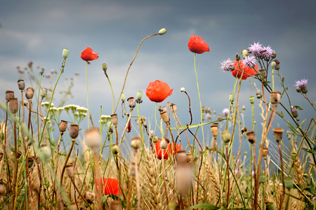 Red poppies and dramatic skyの写真素材