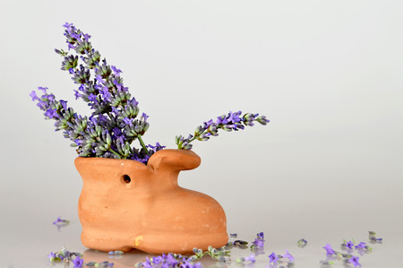 Lavender flowers in clay potの写真素材