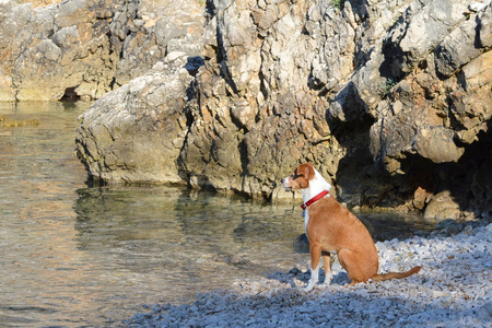 Dog sitting on the beachの写真素材