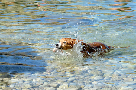 Brown dog swimming in the seaの写真素材