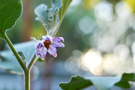 Eggplant flowerの写真素材