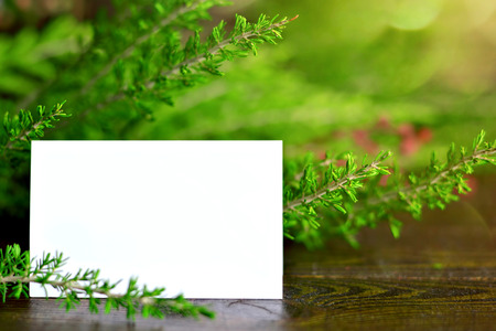 Blank Christmas card, blurred Christmas tree branches in backgroundの写真素材
