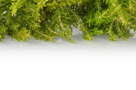 Christmas background with Christmas tree branchesの写真素材