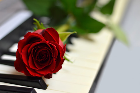Valentines Day rose and piano keysの写真素材