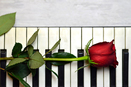 Red rose on piano keysの写真素材