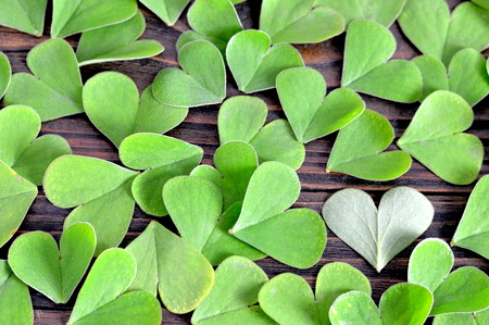 Valentines Day background: Heart shaped leaves on wooden backgroundの写真素材
