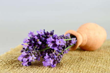 Lavender flowersの写真素材