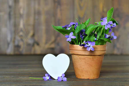 Happy Anniversary card with heart and violets in clay potの写真素材