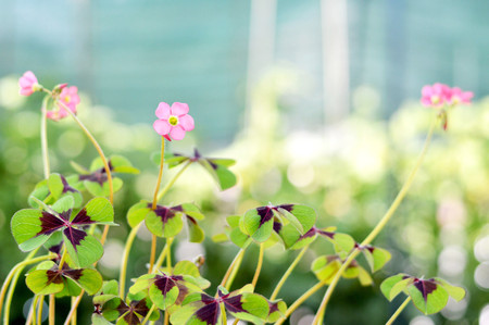 Iron cross flowerの写真素材