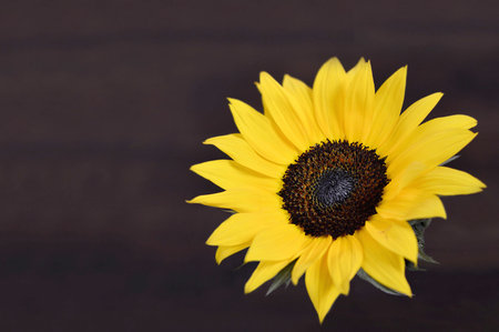 Sunflower on wooden backgroundの写真素材