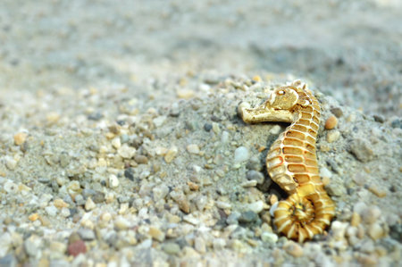 Beach background with seahorse on the sand