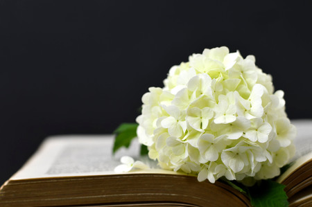 Flower and old book on black backgroundの写真素材