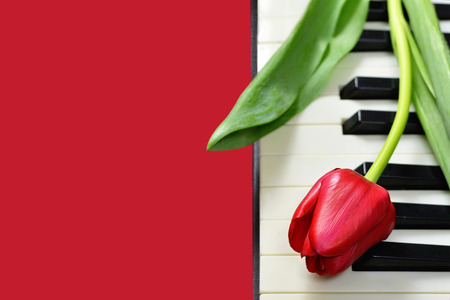 Valentines Day background with red tulip on piano keyboardの写真素材