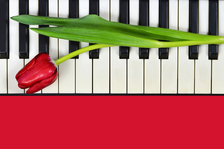 Valentines Day flower on piano keyboardの写真素材