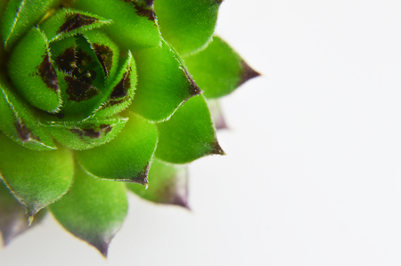 Houseleek (Sempervivum tectorum)の写真素材