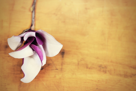 Magnolia on grunge wooden backgroundの写真素材
