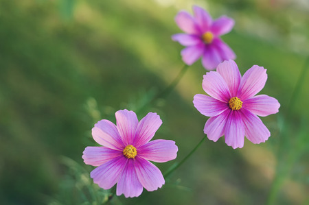 Pink cosmos flowers in the garden