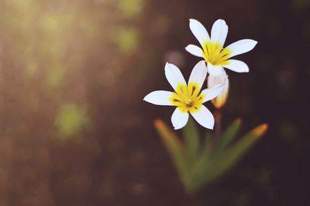Top view of white six petal flowers on blurred backgroundの写真素材